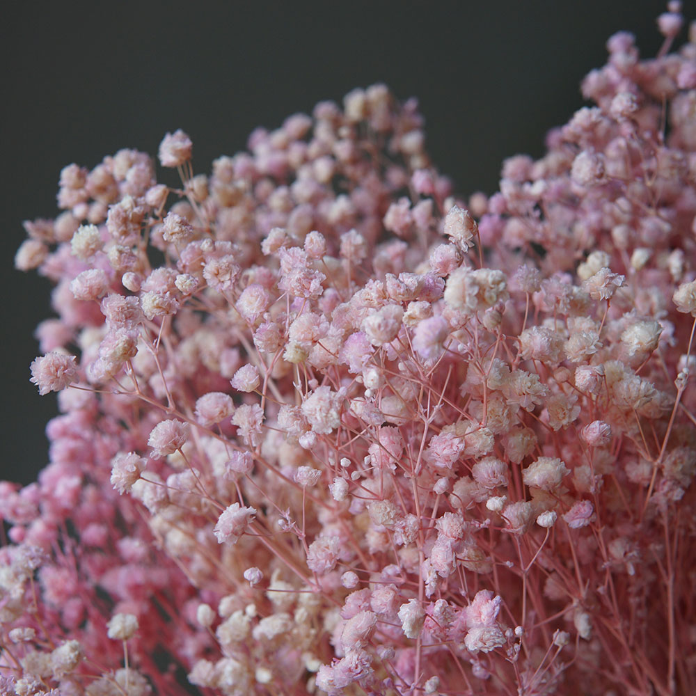 50g/Colorful Natural Preserved - Home Office Bleaching ulasan dan harga